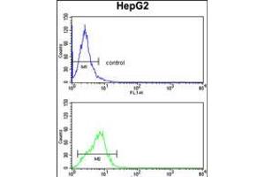 Flow cytometry analysis of HepG2 cells (bottom histogram) compared to a negative control cell (top histogram). (CYP4F3 anticorps  (N-Term))