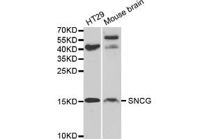 Western blot analysis of extracts of various cell lines, using SNCG antibody (ABIN5971355) at 1/1000 dilution. (SNCG anticorps)