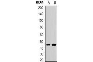 Western blot analysis of GATA5 expression in HepG2 (A), NIH3T3 (B) whole cell lysates. (GATA5 anticorps)