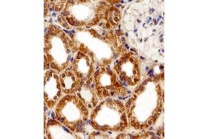 Immunohistochemical analysis of paraffin-embedded H.