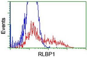HEK293T cells transfected with either RC201136 overexpress plasmid (Red) or empty vector control plasmid (Blue) were immunostained by anti-RLBP1 antibody (ABIN2454788), and then analyzed by flow cytometry. (RLBP1 anticorps)