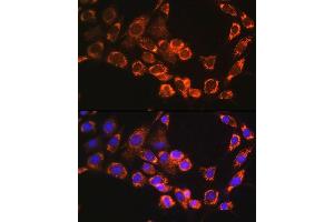 Immunofluorescence analysis of NIH/3T3 cells using TRIM23 Rabbit pAb (ABIN6131175, ABIN6149508, ABIN6149509 and ABIN6224352) at dilution of 1:100.