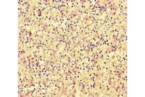 Immunohistochemistry of paraffin-embedded human spleen tissue using ABIN7150566 at dilution of 1:100