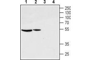 Western blot analysis of rat ovary (lanes 1 and 3) and pituitary (lanes 2 and 4) lysates: - 1,2. (GNRHR anticorps  (Extracellular, N-Term))