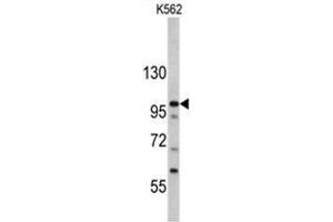 Western blot analysis of MTBP antibody (C-term) in K562 cell line lysates (35ug/lane). (MTBP anticorps  (C-Term))