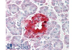 ABIN1781856 (5µg/ml) staining of paraffin embedded Human Pancreas. (PCSK1N anticorps  (Internal Region))