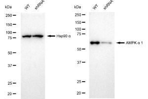 Western blotting analysis using AMPK alpha 1 antibody (ABIN7800007).