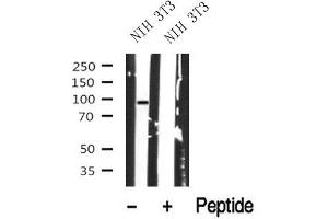 Western blot analysis of MLK3 in lysates of NIH 3T3, using MLK3 Antibody(ABIN6272830). (MAP3K11 anticorps  (Internal Region))