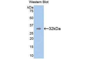 Western Blotting (WB) image for anti-Transmembrane Protein with EGF-Like and Two Follistatin-Like Domains 1 (TMEFF1) (AA 79-333) antibody (ABIN1860853) (TMEFF1 anticorps  (AA 79-333))