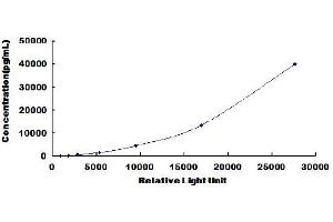 P21-Activated Kinase 4 (PAK4) CLIA Kit