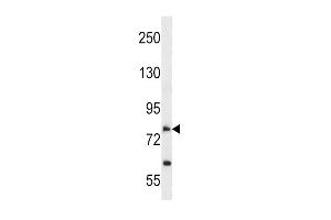 Western blot analysis in A549 cell line lysates (35ug/lane).