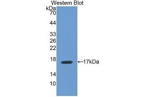 Western Blotting (WB) image for anti-Biglycan (BGN) (AA 242-369) antibody (ABIN1858134)