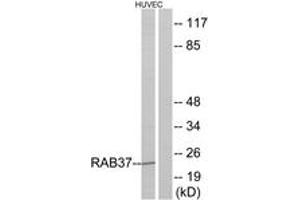 Western blot analysis of extracts from HuvEc cells, using RAB37 Antibody. (RAB37 anticorps  (AA 170-219))
