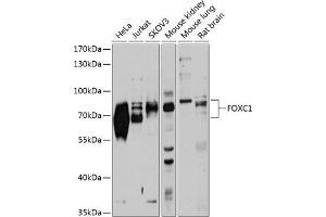 Western blot analysis of extracts of various cell lines, using FOXC1 antibody (ABIN1679875, ABIN1679876, ABIN5664185 and ABIN6219917) at 1:1000 dilution. (FOXC1 anticorps  (AA 404-553))