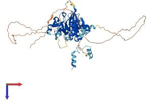 AlphaFold protein structure predicition of Human Recombinant GYG2 Protein, UniprotID O15488