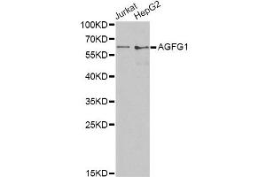 Western blot analysis of extracts of various cell lines, using AGFG1 antibody (ABIN6293682) at 1:1000 dilution. (AGFG1 anticorps)