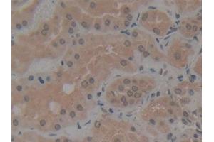 Detection of gp210 in Human Kidney Tissue using Polyclonal Antibody to Nuclear Pore Glycoprotein 210 (gp210)