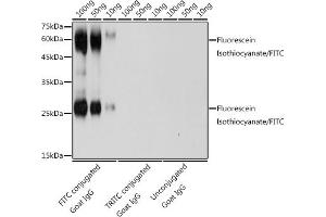 The FITC rabbit polyclonal antibody (ABIN7267218) are tested in Western blot against FITC conjugated Goat IgG,TRITC conjugated Goat IgG and unconjugated Goat IgGSecondary antibody: HRP Goat Anti-Rabbit IgG (H+L) (ABIN1684268 and ABIN3020597) at 1:10000 dilution. (FITC anticorps)