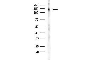 anti-SRC Kinase Signaling Inhibitor 1 (SRCIN1) (Internal Region) antibody
