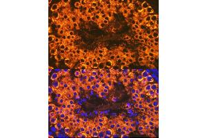 Immunofluorescence analysis of mouse testis cells using Calmegin Rabbit mAb (ABIN7266026) at dilution of 1:100 (40x lens). (Calmegin anticorps)