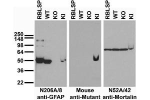 Immunoblot versus low speed pellet samples from rat brain (RBLSP) and wild-type (WT), GFAP knockout (KO) and GFAP-R416W mutant knockin (KI) mice and probed with N206A/8 (left), mutant control(middle) and N52A/42 (right). (GFAP anticorps  (AA 411-422))