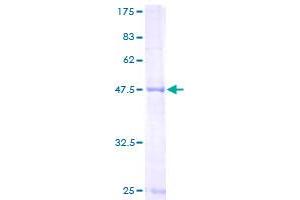 Image no. 1 for Mitochondrial Ribosomal Protein L48 (MRPL48) (AA 1-212) protein (GST tag) (ABIN1311338)