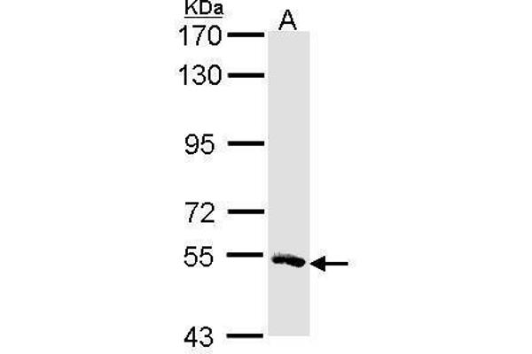 MSTO1 anticorps  (Center)