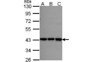 WB Image Sample (30 ug of whole cell lysate) A: A431 , B: H1299 C: Hela 10% SDS PAGE RFC2 antibody antibody diluted at 1:1000