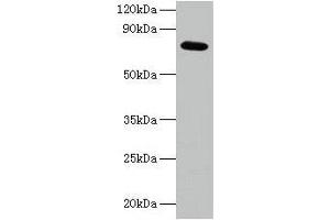 Western blot All lanes: ARPC3 antibody at 2 μg/mL + 293T whole cell lysate Secondary Goat polyclonal to rabbit IgG at 1/15000 dilution Predicted band size: 21 kDa Observed band size: 75 kDa (ARPC3 anticorps  (AA 2-175))