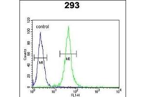 FOXC1 Antibody (C-term) (ABIN652854 and ABIN2842554) flow cytometric analysis of 293 cells (right histogram) compared to a negative control cell (left histogram). (FOXC1 anticorps  (C-Term))