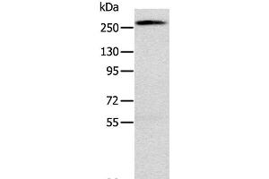 Western Blot analysis of Huvec cell using TLN1 Polyclonal Antibody at dilution of 1:200 (TLN1 anticorps)