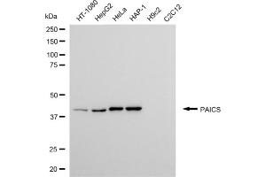 Western blotting analysis using PAICS antibody (ABIN7799832). (PAICS anticorps)