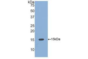 Western blot analysis of recombinant Human BMP4. (BMP4 anticorps  (AA 293-408))