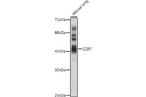 Western blot analysis of extracts of Mouse lung, using CCR7 antibody (ABIN7266310) at 1:1000 dilution. (CCR7 anticorps  (AA 1-100))