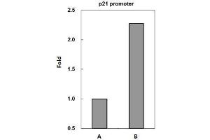 ChIP Image p53 antibody immunoprecipitates p53 protein-DNA complex in ChIP experiments.