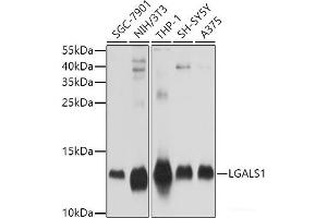 Western blot analysis of extracts of various cell lines using LGALS1 Polyclonal Antibody at dilution of 1:1000. (LGALS1/Galectin 1 anticorps)
