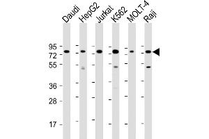 All lanes : Anti-BPC3 Antibody (N-Term) at 1:2000 dilution Lane 1: Daudi whole cell lysate Lane 2: HepG2 whole cell lysate Lane 3: Jurkat whole cell lysate Lane 4: K562 whole cell lysate Lane 5: MOLT-4 whole cell lysate Lane 5: Raji whole cell lysate Lysates/proteins at 20 μg per lane. (PABPC3 anticorps  (AA 84-117))