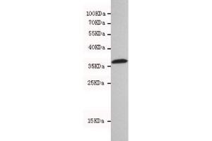 Western blot testing of human 293T cell lysate with HtrA2 antibody at 1:500. (HTRA2 anticorps)