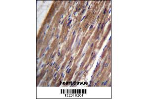 FBLIM1 Antibody immunohistochemistry analysis in formalin fixed and paraffin embedded human heart tissue followed by peroxidase conjugation of the secondary antibody and DAB staining.