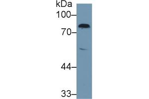 Western blot analysis of Rat Serum, using Rat F2 Antibody (1 µg/ml) and HRP-conjugated Goat Anti-Rabbit antibody ( (Prothrombin anticorps  (AA 44-200))