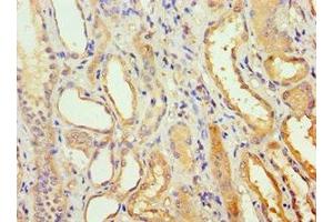 Immunohistochemistry of paraffin-embedded human kidney tissue using ABIN7142020 at dilution of 1:100 (AGPAT1 anticorps  (AA 204-283))