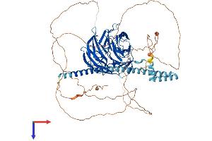 AlphaFold protein structure predicition of Mouse Recombinant Tle4 Protein, UniprotID Q62441
