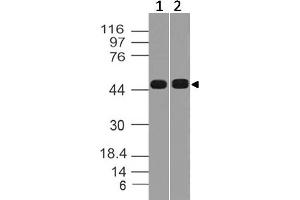 Image no. 1 for anti-SRY (Sex Determining Region Y)-Box 17 (SOX17) (AA 100-305) antibody (ABIN5027653) (SOX17 anticorps  (AA 100-305))