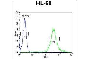 M11D1 Antibody (N-term) (ABIN653932 and ABIN2843164) flow cytometric analysis of HL-60 cells (right histogram) compared to a negative control cell (left histogram). (METTL17 anticorps  (N-Term))