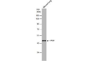 WB Image PGD antibody [N1N3] detects PGD protein by western blot analysis. (PGD anticorps)