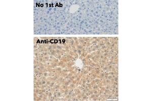 Immunohistochemistry (IHC) image for anti-CD19 Molecule (CD19) (C-Term) antibody (ABIN6254219)