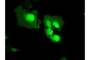 Anti-MX1 mouse monoclonal antibody (ABIN2452269) immunofluorescent staining of COS7 cells transiently transfected by pCMV6-ENTRY MX1 (RC207418). (MX1 anticorps)