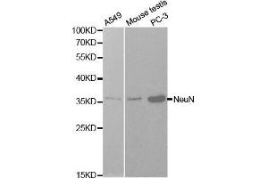 Western blot analysis of extracts of various cell lines, using NeuN antibody. (NeuN anticorps  (AA 1-220))