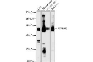 Western blot analysis of extracts of various cell lines, using PITPNM1 Antibody (ABIN6130586, ABIN6145690, ABIN6145691 and ABIN6216912) at 1:3000 dilution. (PITPNM1 anticorps  (AA 110-190))