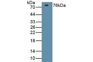 Detection of Recombinant DLG4, Mouse using Polyclonal Antibody to Discs, Large Homolog 4 (DLG4) (DLG4 anticorps  (AA 1-393))